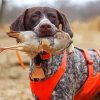 Hunting Dog Paint By Numbers