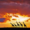 Giraffes At Sunset Paint By Numbers