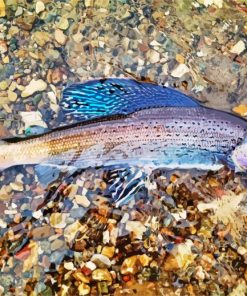 Grayling Fish Paint By Numbers