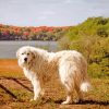 Great Pyrenees Dog Paint By Numbers