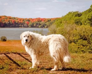 Great Pyrenees Dog Paint By Numbers