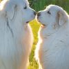 Great Pyrenees Couple Paint By Numbers