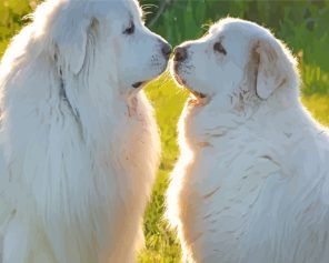 Great Pyrenees Couple Paint By Numbers