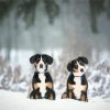 Swiss Puppies Paint By Numbers