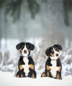 Swiss Puppies Paint By Numbers