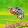 Green Heron Bird Paint By Numbers