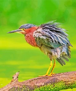 Green Heron Bird Paint By Numbers