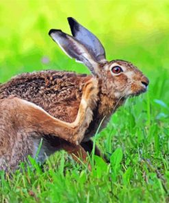 Bunny In Grass Paint By Numbers