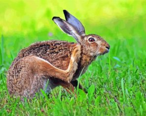 Bunny In Grass Paint By Numbers