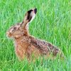 Rabbit In Grass Paint By Numbers