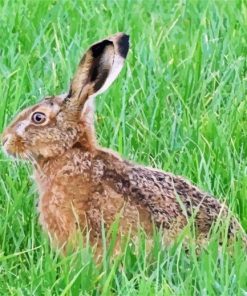 Rabbit In Grass Paint By Numbers