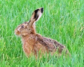 Rabbit In Grass Paint By Numbers