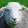 White Herdwick Paint By Numbers