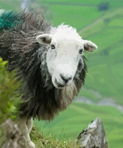 Herdwick Animal Paint By Numbers