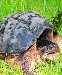 Huge Turtle Paint By Numbers