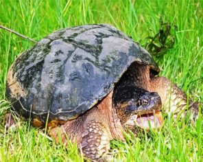 Huge Turtle Paint By Numbers