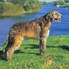 Irish Wolfhound Paint By Numbers