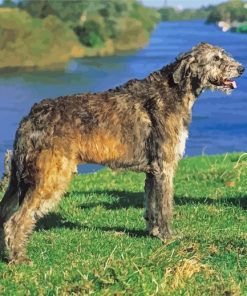 Irish Wolfhound Paint By Numbers