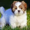 Cute Lhasa Apso Paint By Numbers