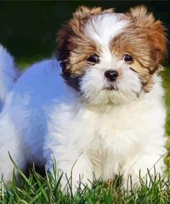 Cute Lhasa Apso Paint By Numbers