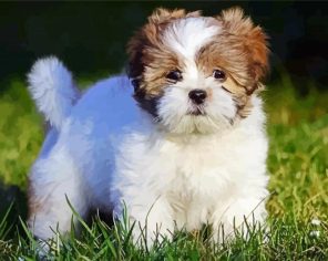 Cute Lhasa Apso Paint By Numbers