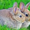 Hares In Grass Paint By Numbers