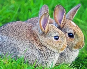 Hares In Grass Paint By Numbers