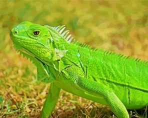 Green Reptile Paint By Numbers