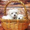 Maltes Puppies In Basket Paint By Numbers