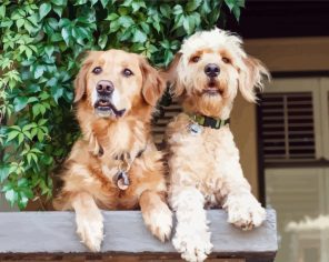 Mixed Breed Puppies Paint By Numbers