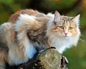 Wild Kitty Paint By Numbers