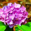 Purple Hydrangeas Roses Paint By Numbers