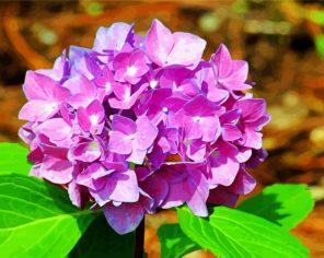 Purple Hydrangeas Roses Paint By Numbers