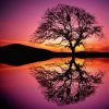 Tree Reflection In Water Paint By Numbers