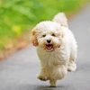 Running Maltipoo Dog Paint By Numbers