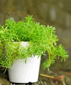 Sedums In Pot Paint By Numbers