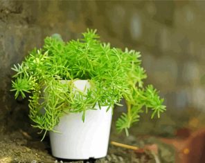 Sedums In Pot Paint By Numbers