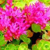 Sedums Flowers Paint By Numbers