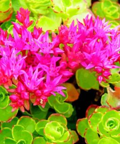 Sedums Flowers Paint By Numbers