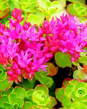 Sedums Flowers Paint By Numbers