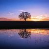 Tree In Water Silhouette Paint By Numbers