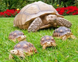 Turtle With Her Babies Paint By Numbers