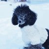 Toy Poodle In Snow Paint By Numbers