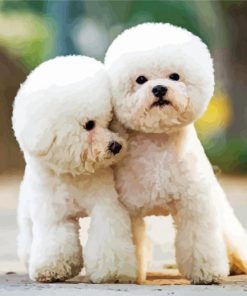 Toy Poodle Puppies Paint By Numbers