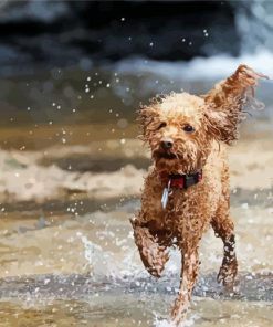 Toy Poodle Puppy Paint By Numbers