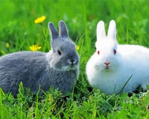 Grey And White Hares Paint By Numbers