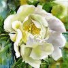 Aesthetic Peony Flower Paint By Numbers