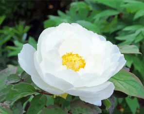 White Peony Flower Paint By Numbers