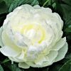 White Peony Rose Paint By Numbers