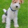 Wire Fox Terrier Paint By Numbers